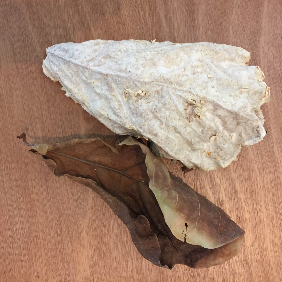 Mycelium sculpture molded in a large leaf