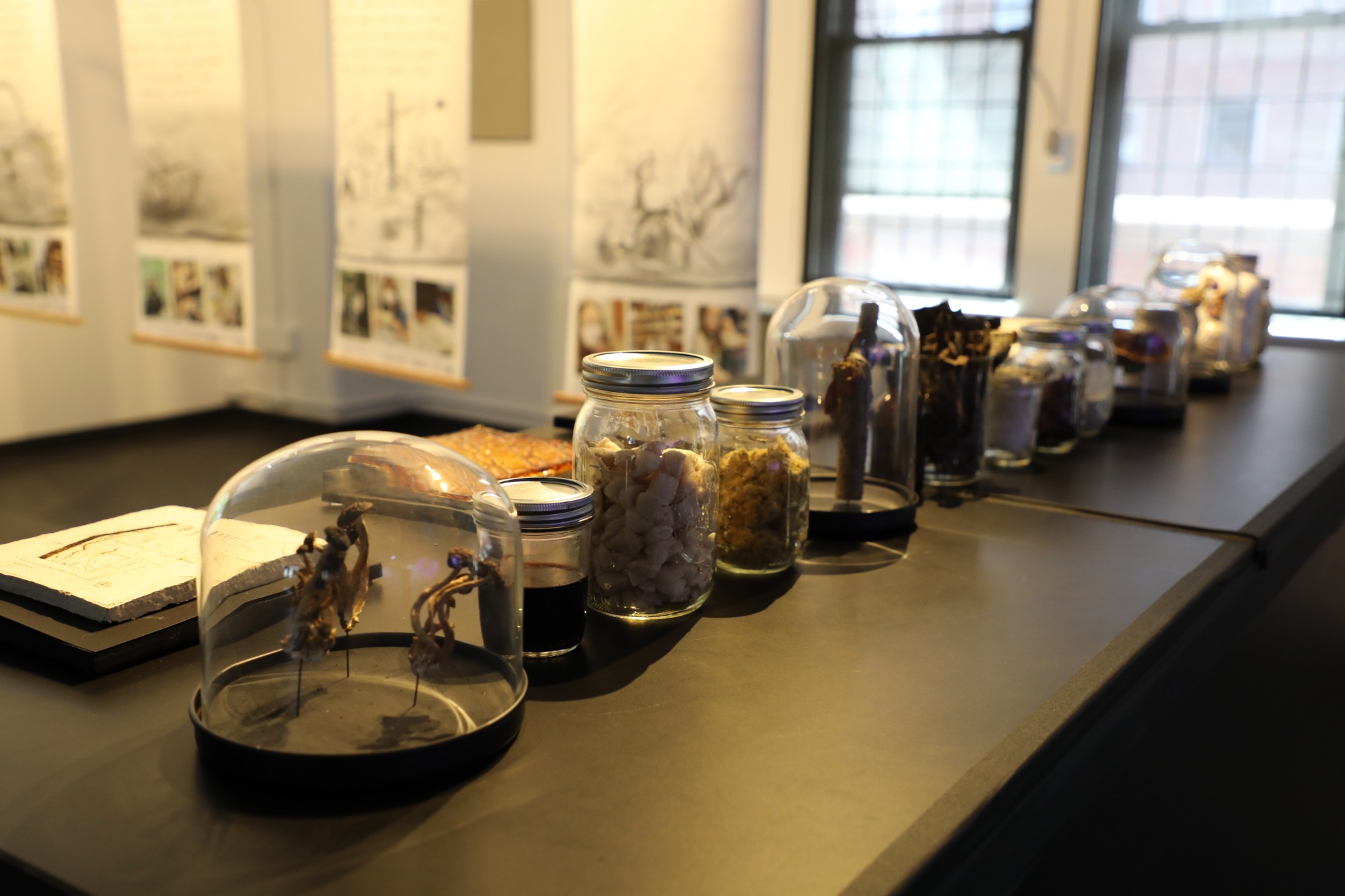 jars of organic material and mushrooms under small glass domes