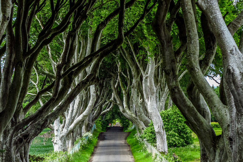 SMBI Ecology & Nature Banner