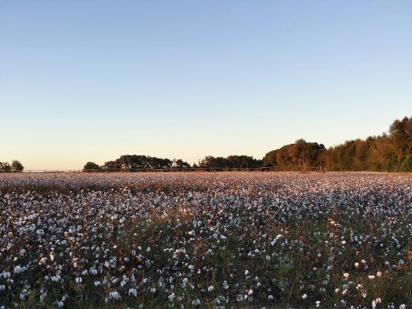 South_Georgia_Cotton_Field