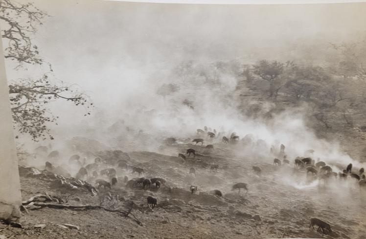 Misty view of a valley from a hilltop in India. Through the mist can be seen cows and goats.