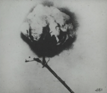 Cotton_Ball_Rothman_Lantern_Slide